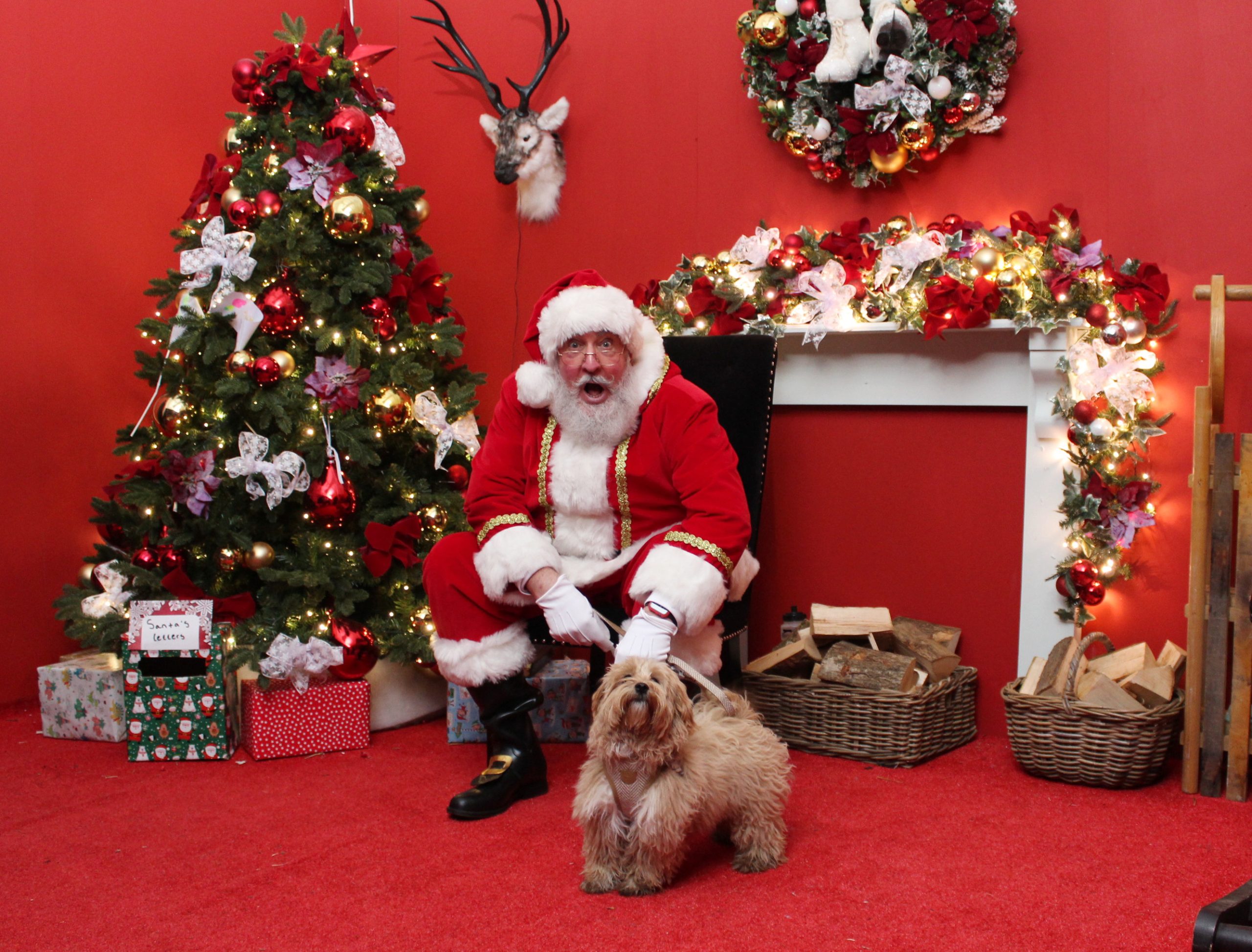 Santa Paws - Father Christmas meets dogs